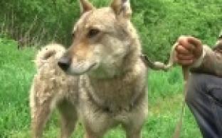 Первоуральский приют приглашает за питомцами