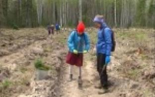 Высадили 30 тысяч елей и сосен