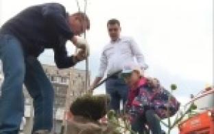 В центре Первоуральска высадили яблони