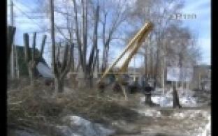 Почти триста деревьев кронируют в этом году