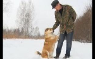 Две сотни четвероногих ищут дом