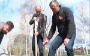 В Первоуральске высадят сосны