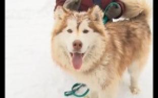 Ищу тебя, хозяин: потеряшки
