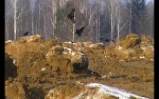 Перевернувшийся грузовик учуяли за версту