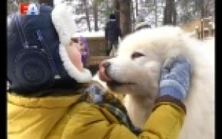 В гости к хаски