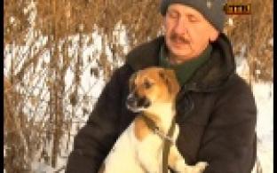 Первоуральцев просят приютить животных