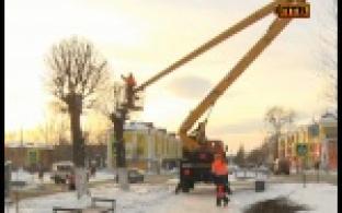 Городские тополя приводят в порядок