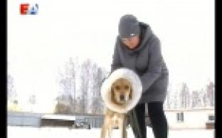 Приют собирает деньги на строительство вольеров