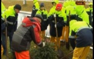 Будущие белые металлурги посадили ели