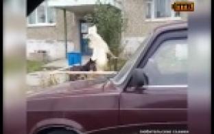 Незваные гости