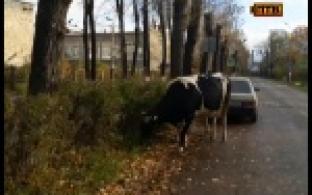 Коровы устроили прогулку по городу