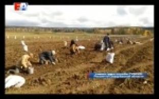 Осужденные поселенцы в поселке Решеты помогают собирать урожай местным фермерам