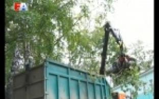 Дополнительная "омолаживающая" обрезка тополей прошла в Первоуральске