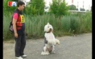В Первоуральске состоялись соревнования среди собак самых разных пород