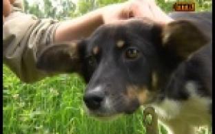 Мы продолжаем знакомить вас с обитателями городского приюта для животных