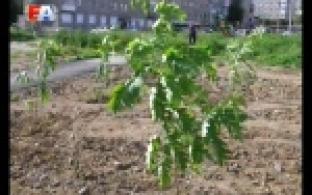 Улица Комсомольская стала ещё зеленее