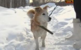 Теплый уютный дом и добрые руки, - это все, что им нужно