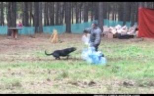 Собаководы Первоуральска выясняли, чей питомец не даст нарушителю уйти