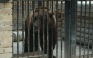 Медведь - предсказатель