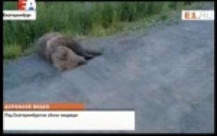 На трассе Пермь-Екатеринбург машина сбила трёхлетнюю медведицу