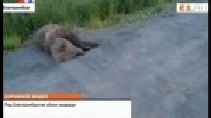 На трассе Пермь-Екатеринбург машина сбила трёхлетнюю медведицу