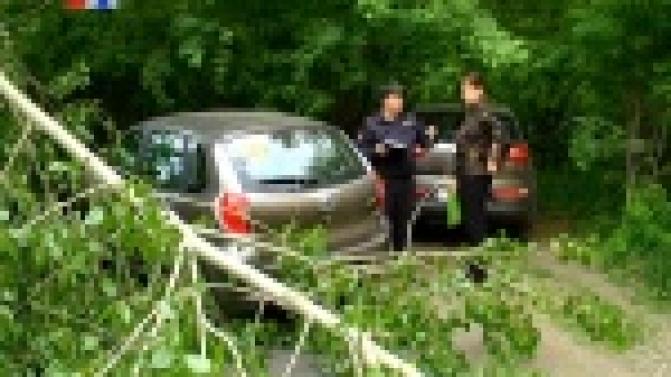 Упавшая ветка тополя едва не убила несколько человек, в том числе восьмимесячную девочку