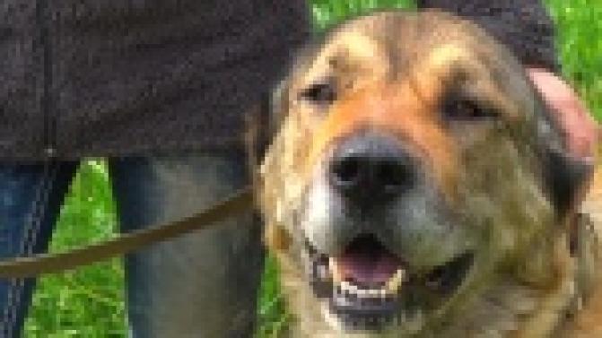 Акция "Ищу тебя, хозяин"