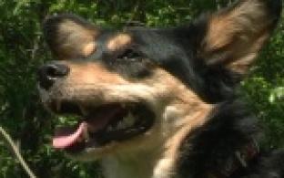 Акция "Ищу тебя, хозяин"