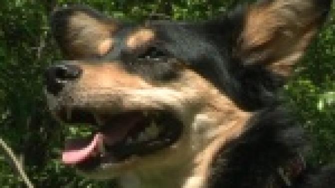 Акция "Ищу тебя, хозяин"