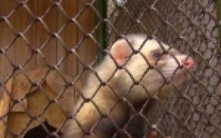 В Первоуральском зоопарке готовятся к лету