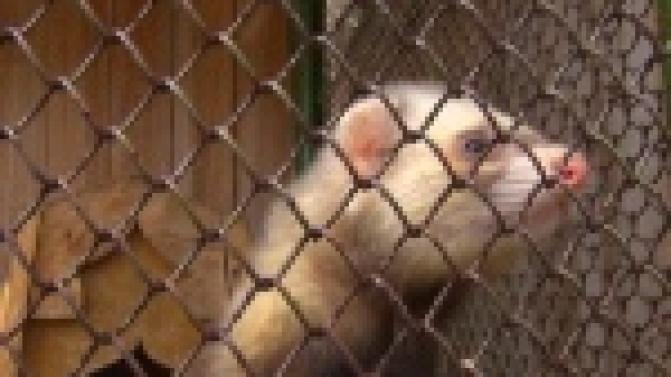 В Первоуральском зоопарке готовятся к лету