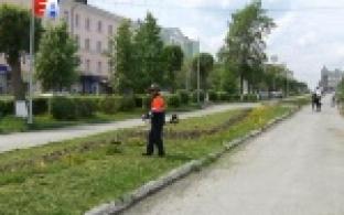 Городские клумбы украсят цветами, которые практически не боятся дождей