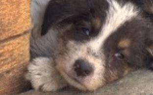 Акция "Ищу тебя, хозяин"