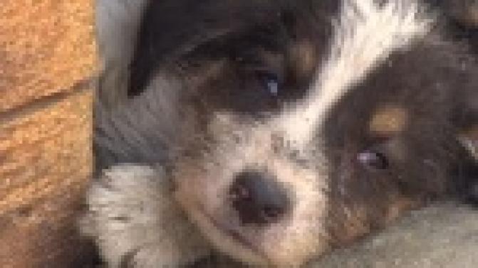 Акция "Ищу тебя, хозяин"