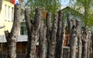 В Первоуральске и окрестностях за месяц кронировали более тысячи деревьев