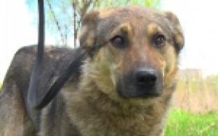 Акция "Ищу тебя, хозяин"