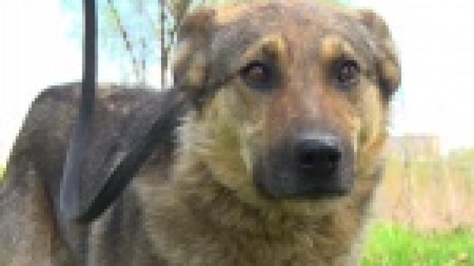 Акция "Ищу тебя, хозяин"