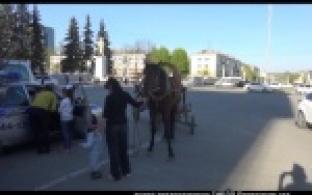 Первоуральские инспекторы остановили лошадь