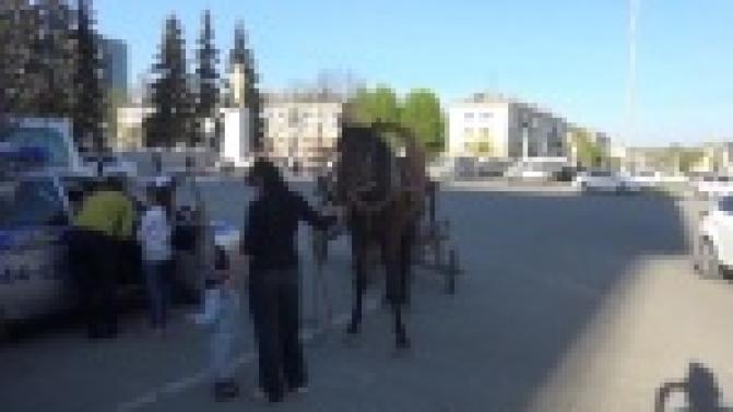 Первоуральские инспекторы остановили лошадь