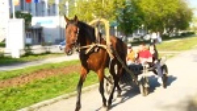 Предотвратили необычное ДТП