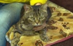 Случай жестокого обращения с животным  произошел в Первоуральске