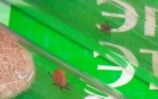 С начала апреля клещи покусали 300 человек, 45 из которых - дети