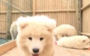 В парке Культуры и отдыха пополнение