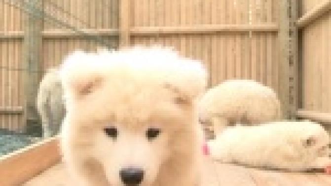 В парке Культуры и отдыха пополнение