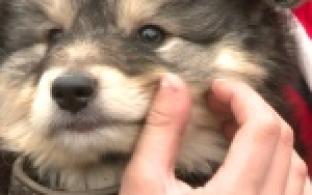 Акция "Ищу тебя, хозяин"