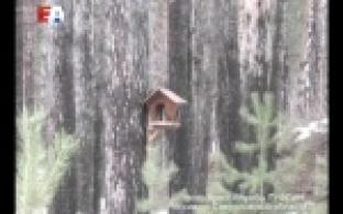 О братьях наших меньших решили заботиться Уральские осужденные