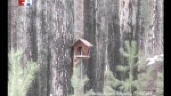 О братьях наших меньших решили заботиться Уральские осужденные