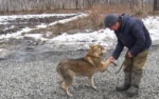 Акция "Ищу тебя, хозяин"