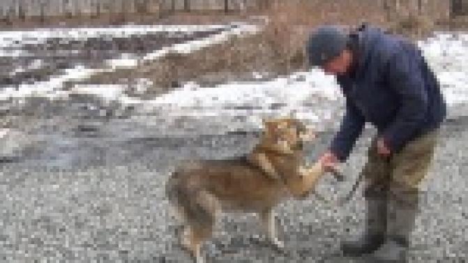 Акция "Ищу тебя, хозяин"