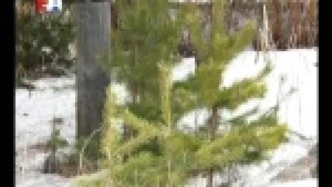 В Первоуральске снизилось количество преступлений, связанных с незаконной вырубкой деревьев